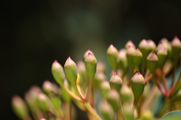 Eucalyptus Buds Short Pencils  by Joy Watson
